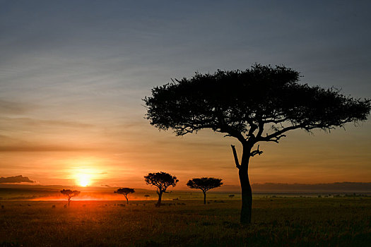 黎明,马赛马拉,肯尼亚