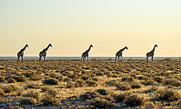 安哥拉,长颈鹿,跑,一个,草原,埃托沙国家公园,纳米比亚,非洲