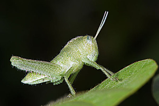 蝗虫,国家公园,刚果