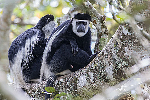 疣猴,东黑白疣猴,湿地,乌干达,非洲