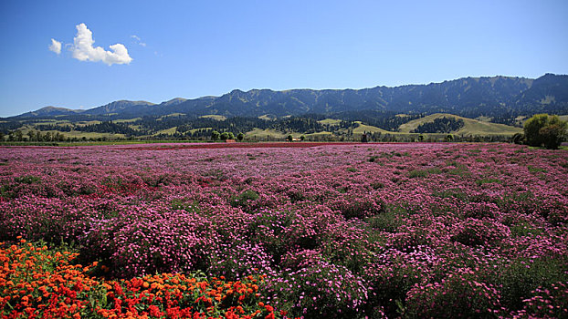 薰衣草,花园