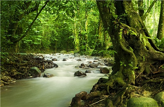 热带雨林,河