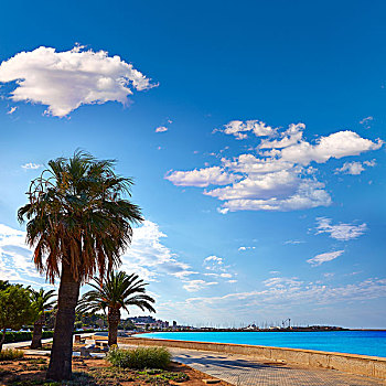 丹尼亚,棕榈树,海滩,阿利坎特,西班牙
