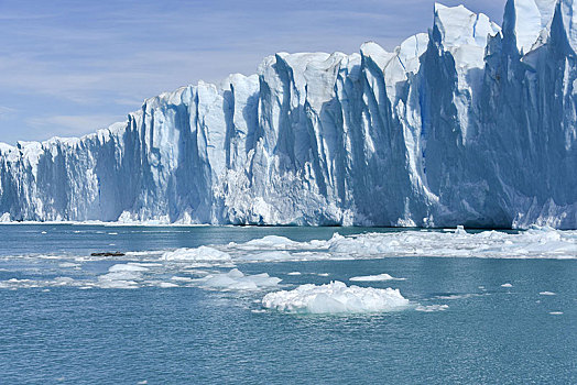 冰河,舌头,莫雷诺冰川,边缘,洛斯格拉希亚雷斯国家公园,安第斯山,卡拉法特,巴塔哥尼亚,阿根廷,南美