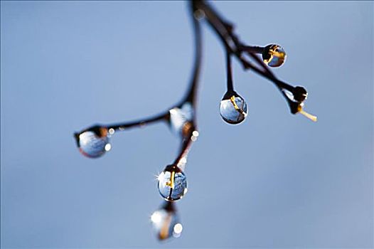小水滴,植物