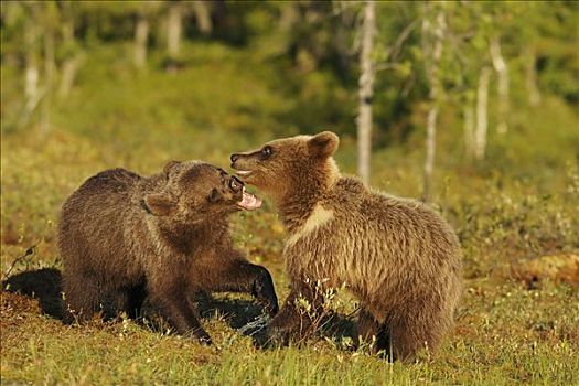 棕熊,幼小,玩,芬兰