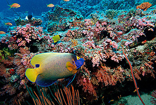 刺蝶鱼,马尔代夫,岛屿,印度洋