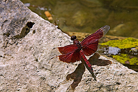 蜻蜓,巴布亚新几内亚