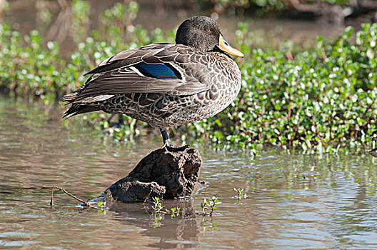 鸭子,鸭属,展示,蓝色,羽毛,翼,莱瓦野生动物保护区,肯尼亚