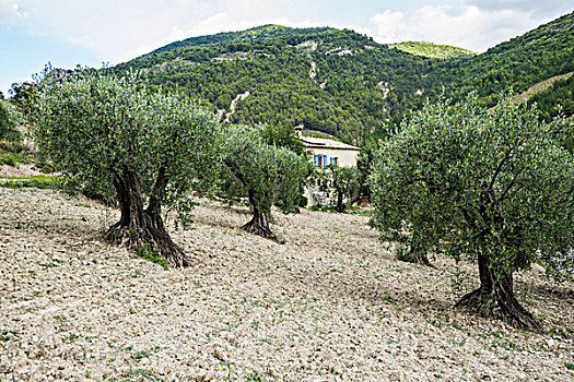 古老,橄榄树,隆河阿尔卑斯山省,普罗旺斯,法国,欧洲