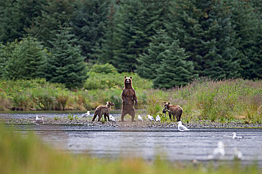 棕熊,母熊,站立,警惕,河边,威廉王子湾,阿拉斯加,夏天