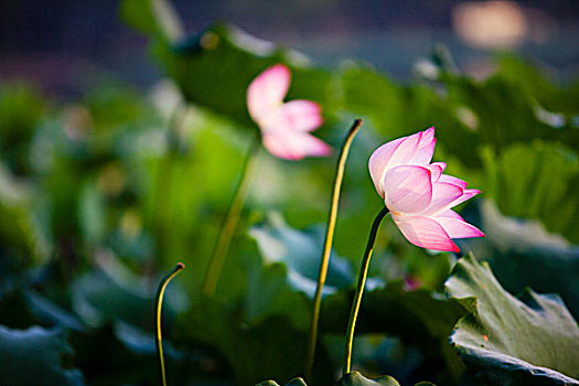 荷花,花卉,莲花