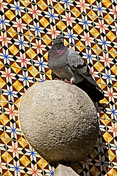 鸽子,石头,装饰,维亚纳堡