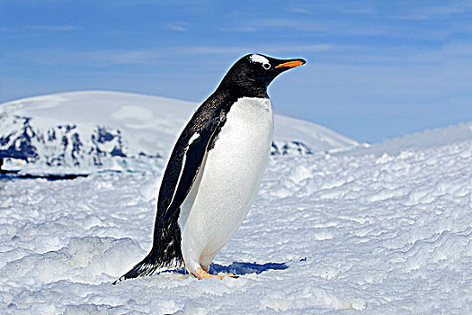 巴布亚企鹅,南极半岛,南极