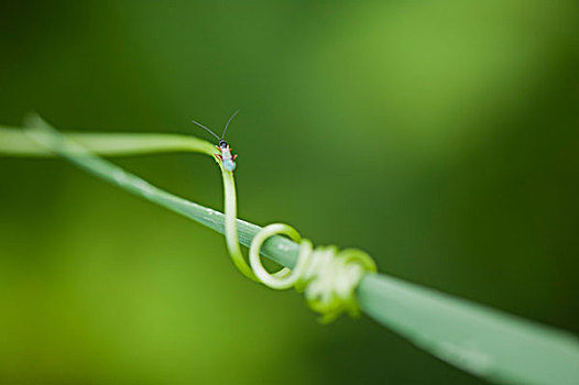 昆虫,卷须,草叶