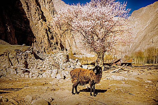 新疆,乡村,杏花,羊