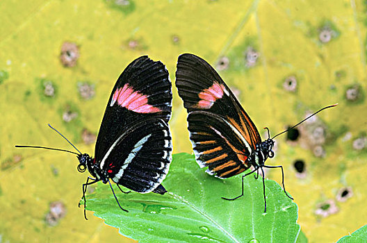 蝴蝶,一对,厄瓜多尔