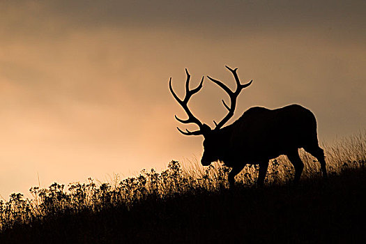 麋鹿,鹿属,鹿,雄性动物,国家,野牛,蒙大拿
