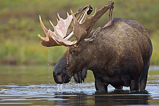 阿拉斯加,驼鹿,雄性动物,鹿角,天鹅绒,进食,苔原,水塘,德纳里峰国家公园