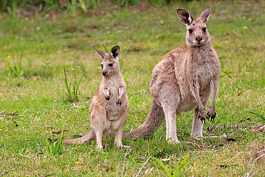 大灰袋鼠,灰袋鼠,成年,女性,幼兽,国家公园,新南威尔士,澳大利亚,大洋洲