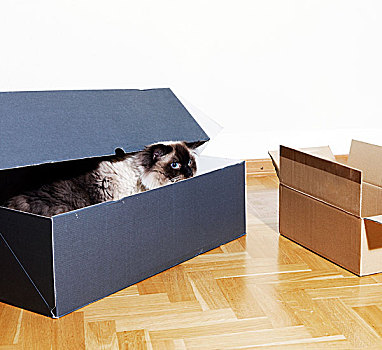 猫,盒子