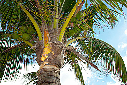 椰树,椰,靠近,毛里求斯,非洲