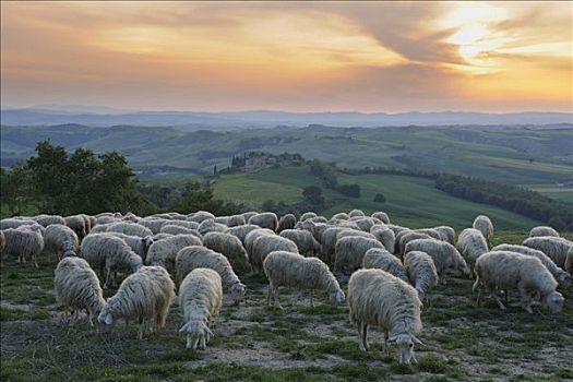 羊群,托斯卡纳,意大利