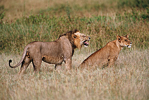 肯尼亚,马赛马拉国家保护区,雄性,母狮,狮子,大幅,尺寸