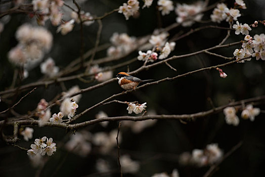花鸟,春天,樱花