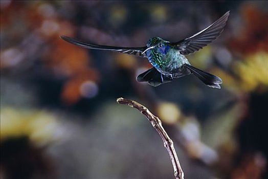 绿紫耳蜂鸟,蜂鸟,飞,雨,蒙特维多云雾森林自然保护区,哥斯达黎加