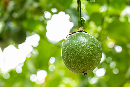 夏天的果园里果实饱满翠绿的百香果