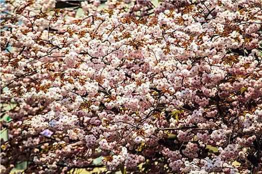 护城河,樱花,京都
