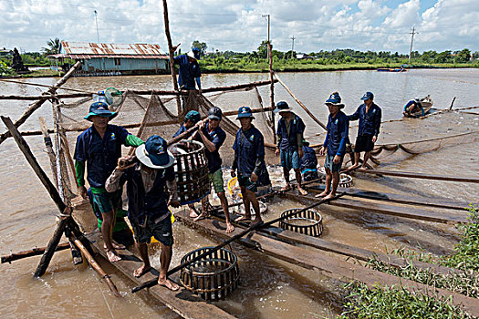 养鱼场,工人,抓住,淡水鱼,湄公河三角洲,越南,亚洲