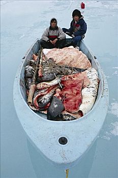 因纽特人,独角鲸,一角鲸,肉,皮肤,营养丰富,维生素c,吃剩下,生食,鲜肉,雪橇狗,獠牙,售出,钱,巴芬岛,加拿大