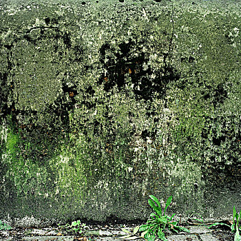 苔藓,墙壁
