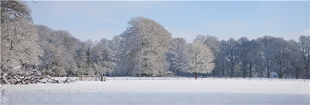 树,地点,雪中,遮盖,冬季风景