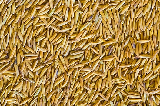 稻田,种子,背景