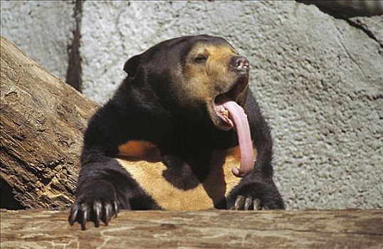 亚洲,黑熊,伸出,舌头,哺乳动物,动物园,熊,动物
