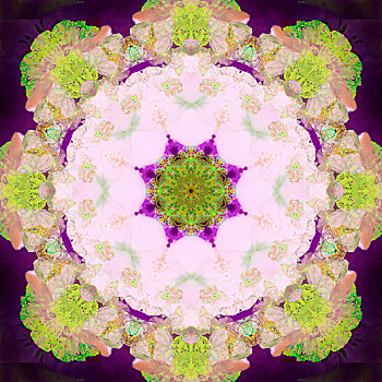 照片,花,宗教坛场,紫色,粉色,绿色