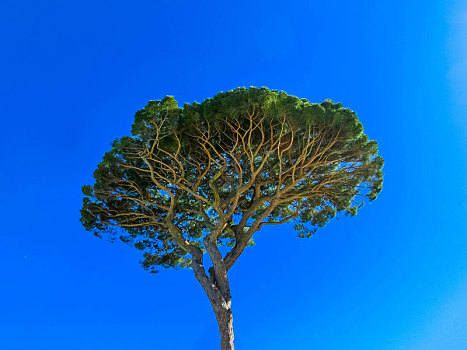 著名,松树,意大利