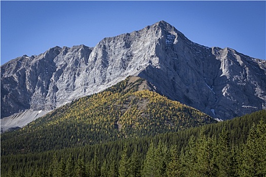 秋天,高山,落叶松