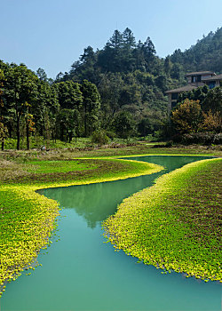 重庆黑山谷景区开满野花的小池塘