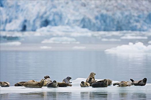 斑海豹,休息,冰山,冰河,背景,恩迪科特湾,峡湾,特蕾斯,湾,荒野,东南阿拉斯加