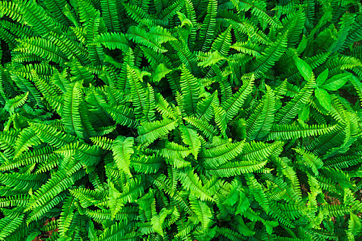 蕨类植物叶子背景