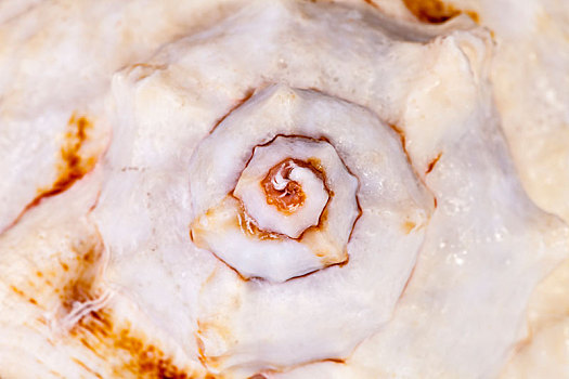 背景,一个,海螺壳,海洋,蜗牛,特写