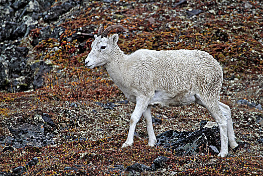 北美,美国,阿拉斯加,布鲁克斯山,野大白羊,白大角羊