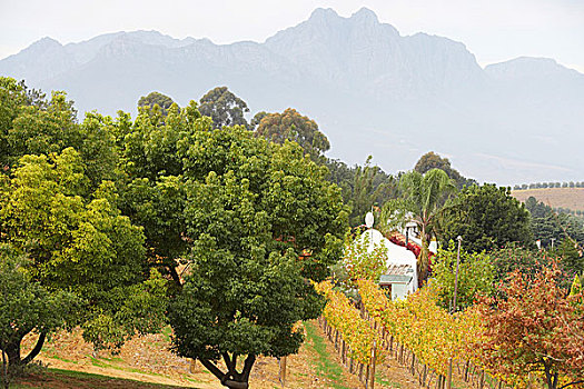 风景,葡萄园,远眺,山,葡萄酒厂,南非