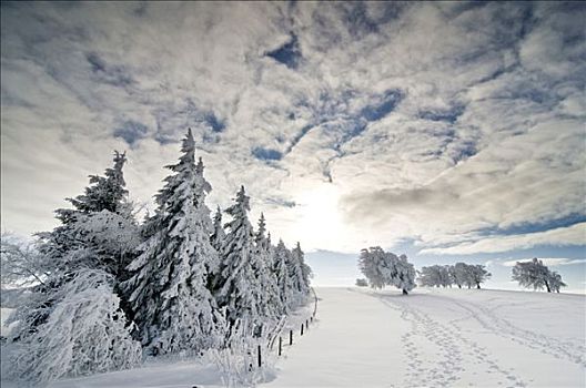 积雪,冷杉,云,蓝天,太阳,黑森林,巴登符腾堡,德国