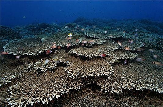 许多,不同,珊瑚,鱼,游动,高处,珊瑚礁,桌子,冈加,岛屿,螃蟹船,北苏拉威西省,印度尼西亚,摩鹿加群岛,海洋,太平洋,亚洲