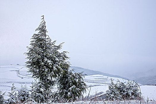 冬季的云南东川红土地雪原